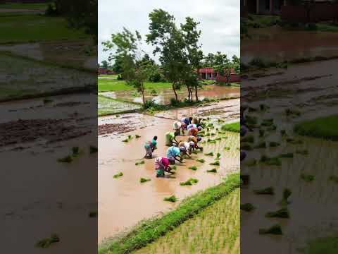 The Hardworking Women paddy rice seedling in Village #poorpeople #ytshorts #punjabi #village #plzsub