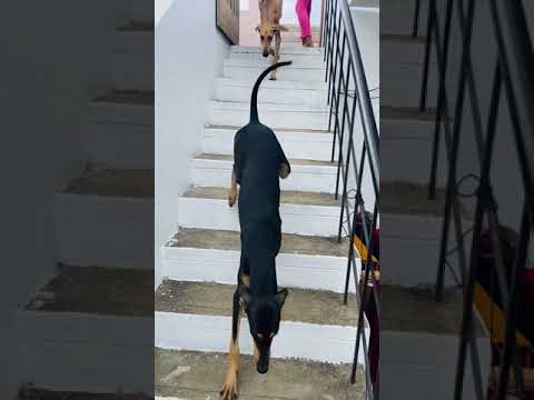 Maara Veera Kanni Dog intro | Kanni dog guarding giants