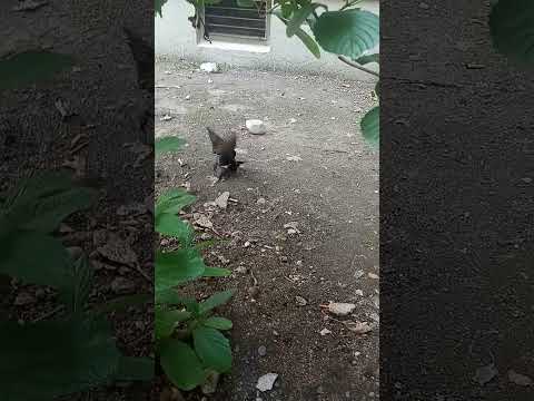I think these two are fighting 🐦🐦. Sorry for the thumb in the way. This is Too Funny #Funny Birds