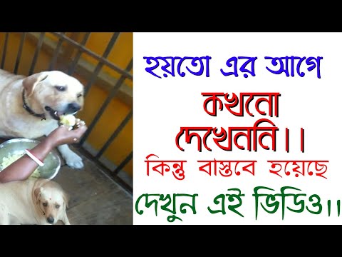 kukur k bhat khaiye dewar video