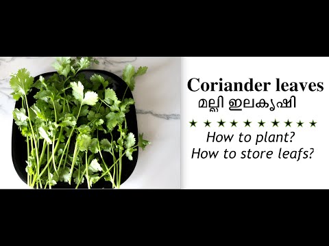 വീട്ടിൽ മല്ലിയില എങ്ങനെ നടാം?  Planting Coriander leaf at home - കാലിഫോർണിയയിലെ എന്റെ വീട്ടിലെ കൃഷി.