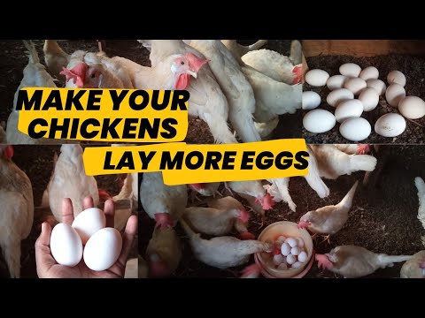 How to make your chickens lay more eggs #poultryfarming #layers #eggproduction