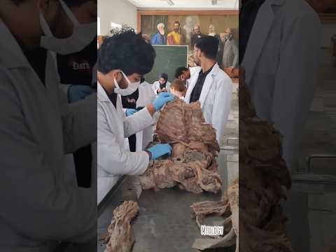 Anatomy Class in Russia 🇷🇺|Kazan State Medical University|#mbbs #neet #short #life #mbbsabroad