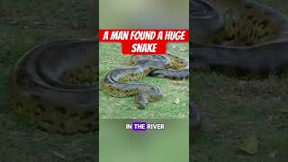 A man found a huge snake #youtubestory