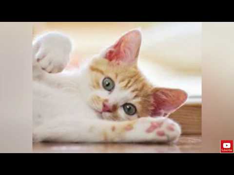 Best Practices of How To Care For Cats (Step by step)