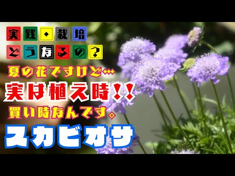 実践・栽培・どうなるの？【冬越し出来る花】夏の花ですけど！今が植え時・買い時です!!【スカビオサ】植え方・育て方【園芸】
