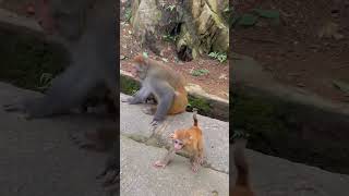Monkey drinking #animal #babymonkey #monkeyaround #youtubeshorts #cow #monkey #cute #kudoanimal