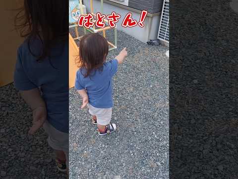 《1歳10ヶ月》滑り台　遊ぼうとしたら…鳩発見#日常#成長#子供#1歳児 #shortvideo#癒し#癒し#あかちゃんのいる生活#ショート#育児#short#shorts#赤ちゃん#親子#成長記録