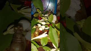puja in home (20/05/2025)  #pujaathome #pujashorts #plslikesubscribe #youtubeshorts