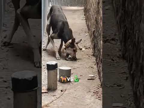 Dog Saves Family from Snake Attack!