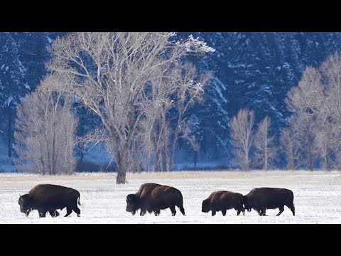 Peace in the Colorado Rocky Mountains, Beautiful Soothing Music, Relaxing Music by Tim Janis