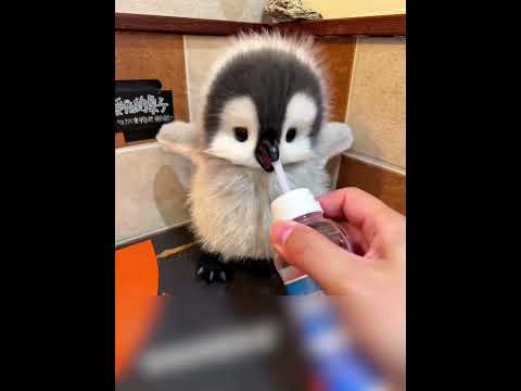 Finally I can touch your furry little one #cute #adorable  #penguin #babyanimals #fluffy #cuteanimal