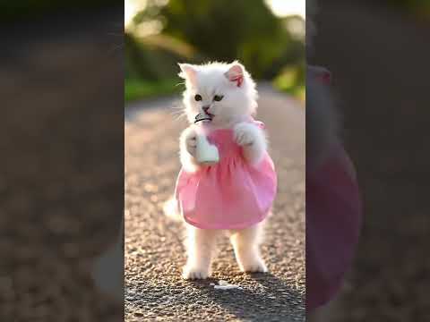 DUDI DUDI DUM DUM KID SONG WITH CAT #dudidudi #dudidudidam #dudidudidumdum