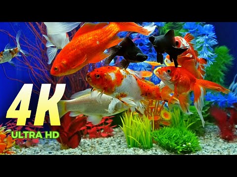 AQUARIUM 4K VIDEO.  Healing Music for your body and soul.  Meditation, sleep.  10 hours Fish Life