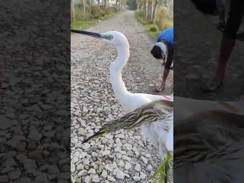 Inshan se kurur koi nahi bhai 😭 || foreigner migraine birds🦩🦤|| #viral #bird #sad #shorts