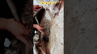 #goldbusiness #mineralindustry #goldindustry #love #goldmining #gold #nature #goldmined 😱😱😱😱😱😱