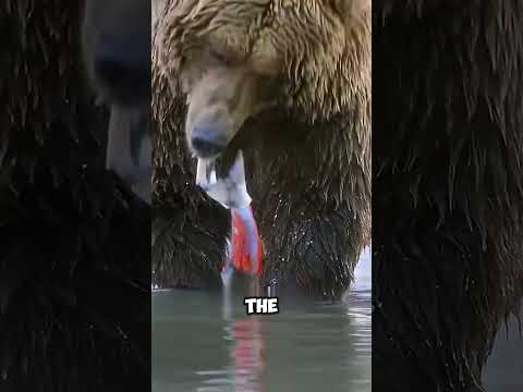 Why Bears Don’t Eat the Whole Salmon 🐻🐟 #wildlife #nature #intrestingfacts