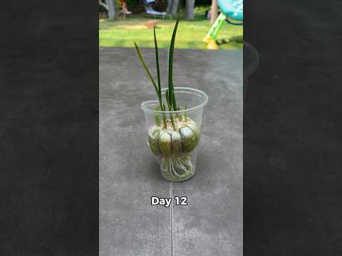 Grow garlic from supermarket at home #garden #gardeningtips #gardening #shorts