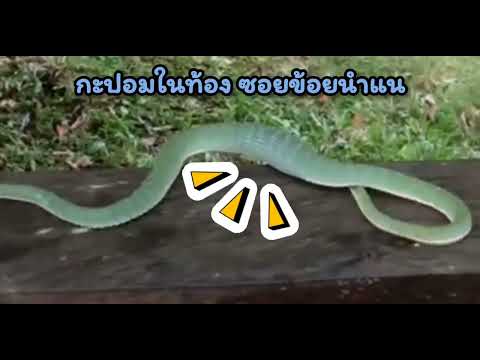 🐍อิ่มจุกๆ 🤣