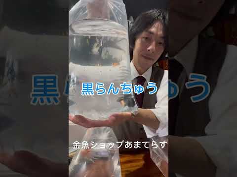 長野県の金魚屋さん金魚ショップ『あまてらす』ご注文ありがとうございます！ #金魚屋 #メダカ #国産金魚 #めだか #金魚 #金魚愛