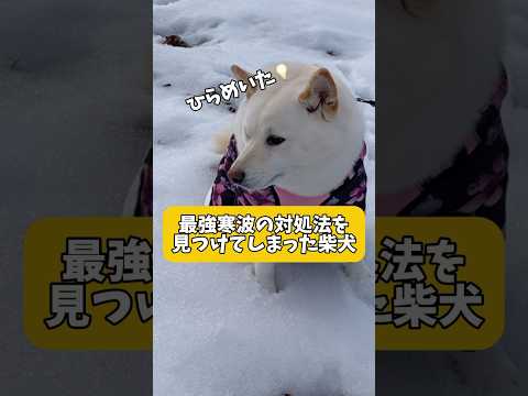 最強寒波への対処法とは…  #shorts #柴犬 #犬 #dog