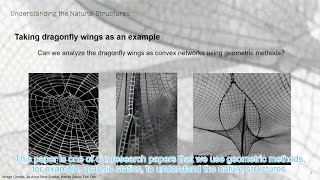 Lightweight structures and the geometric equilibrium in dragonfly wings