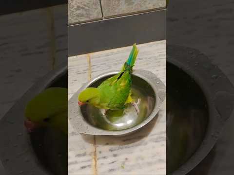 #bathtime 🤭 #cute #parrot #lovelymithhu #ytshorts #youtubeshorts #viralvideo
