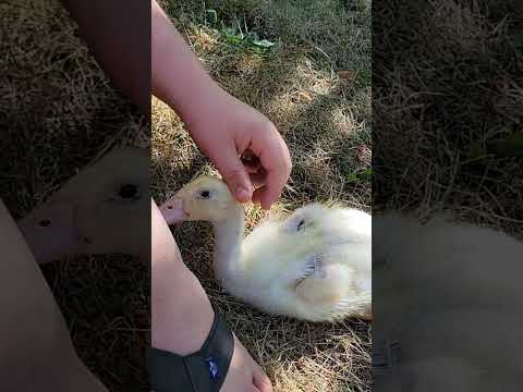 Outdoors with Ducks #backyardchickens #duck #backyardhomesteading #construction #cinematography