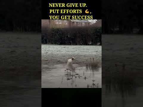 Never GiveUp #motivation #successmotivation #motivationalvideo #success #successmindset