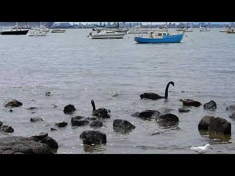 2020.02.16 Black Swans Part 3  Elton Y  1080