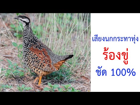 นกกระทาขู่ (Chinese Francolin) 2021 ชัด 100%