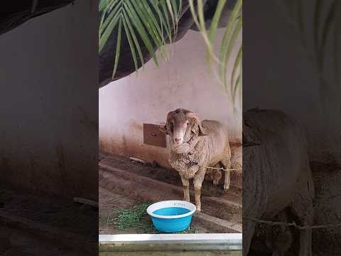 Sheep #shorts #pets #sheep