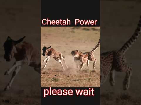Fastest Animals in the world #trending #animals #cheetah #shorts
