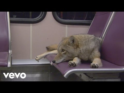 Modest Mouse - Coyotes (Official Music Video)