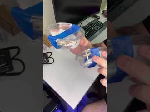 Unboxing SUPER RARE Baby Geckos!! *ENDANGERED* #shorts