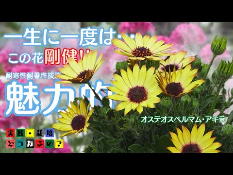 一生に一度は育ててほしい耐寒性抜群の花－5℃まで大丈夫でした【オステオスペルマム】この花剛健！誰でも簡単に魅力的な花が楽しめます【ガーデニング】植え方.育て方.そだち方【園芸】