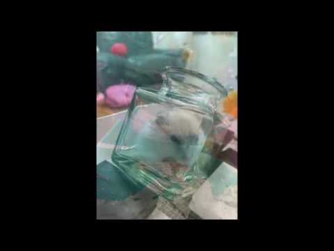 かわいいブサイクかわいいブサイクkawaii