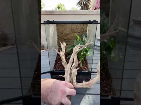 New Enclosure Build For *RARE* Neon Colored Lizards! #shorts #reptiles #animals #science #diy