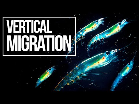 Why do Millions of Sea Creatures Rise at Night?