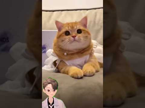 Tingkah nya mereka ramdom bgt 😆🤣 #cat #catlover #cats4life #catsocute