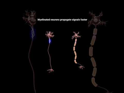 Myelinated neurons propagate signals faster#new#shorts#trending #science#biology#neuroscience