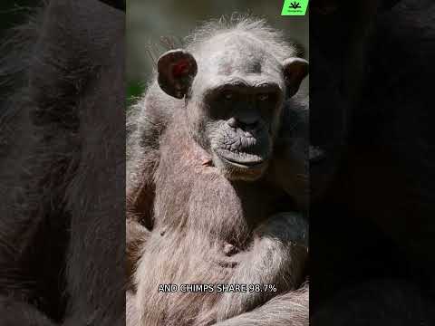 Our Closest Relative Isn't What You Think! 🐒