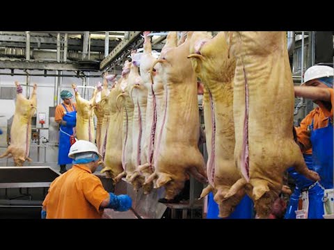 Amazing humane pig farming & slaughtering factory. Incredible modern poultry farming technology