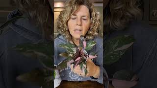 Pink & White Princess Philodendrons: A Month Update! #pinkprincess
