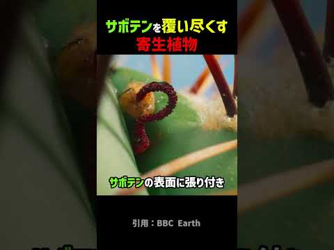 サボテンを覆い尽くす寄生生物
