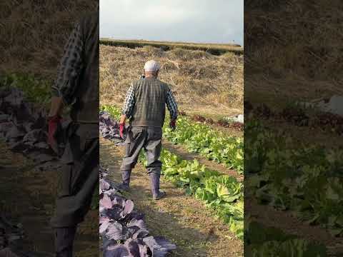 76 Year old Farmer with Heavy Dialect rants about his love of Potato Salad