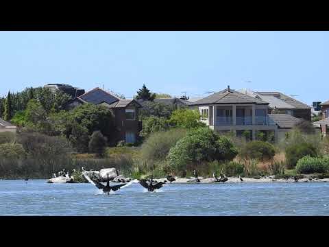 2020.01.01 Two Black Swans Soaring, Gliding and Landing on Water ~ Elton Y