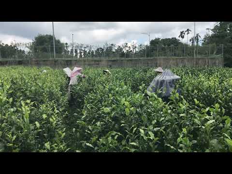 高高的茶樹稀稀疏疏的茶葉#有機茶#水葉紅玉#日月潭#梵音紅#老茶