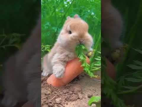 Cute Rabbit #shorts