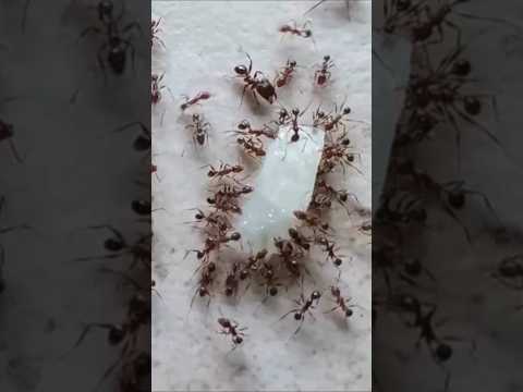 1 Million Ants Disappeared Overnight!